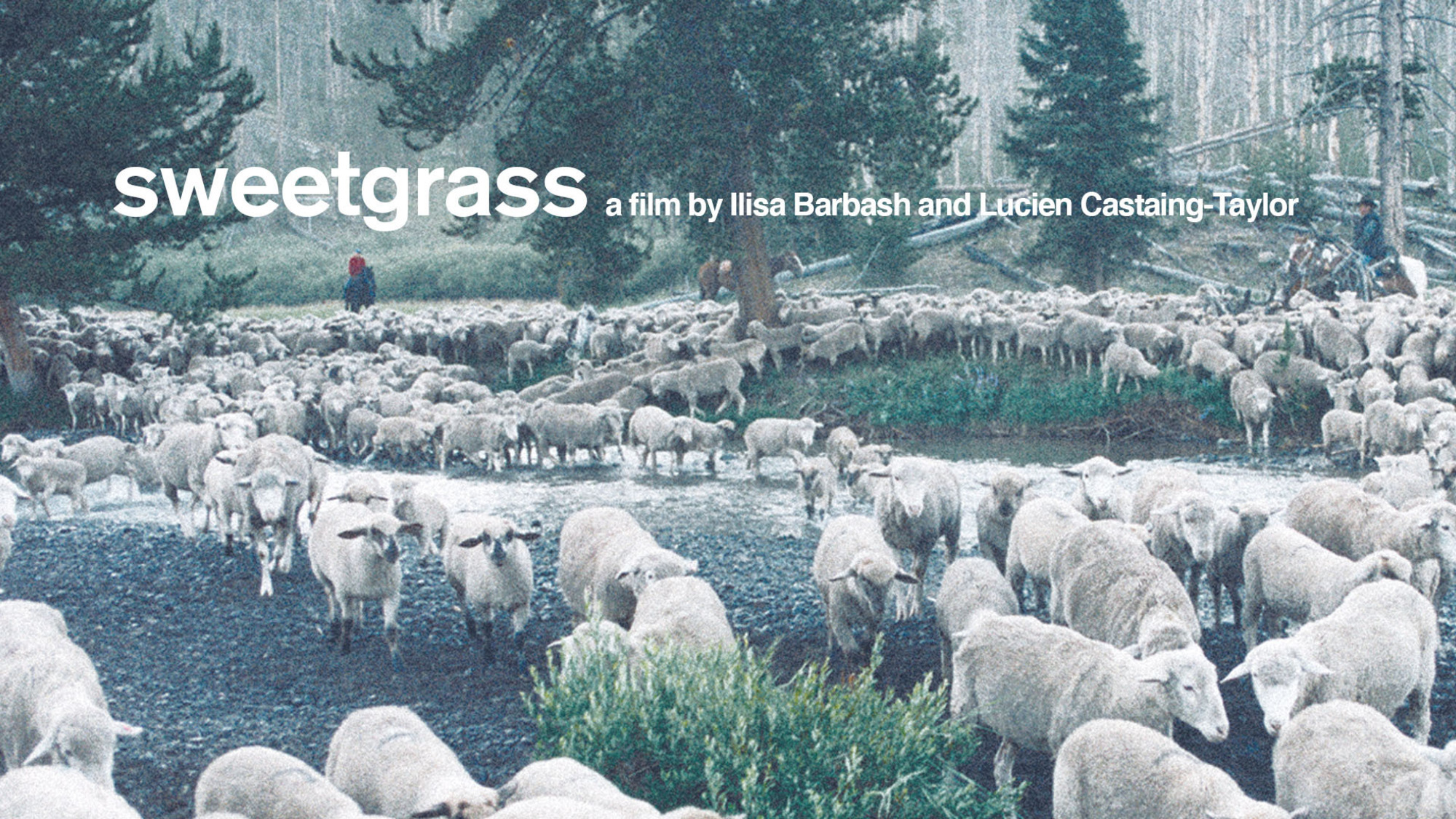 Sweetgrass